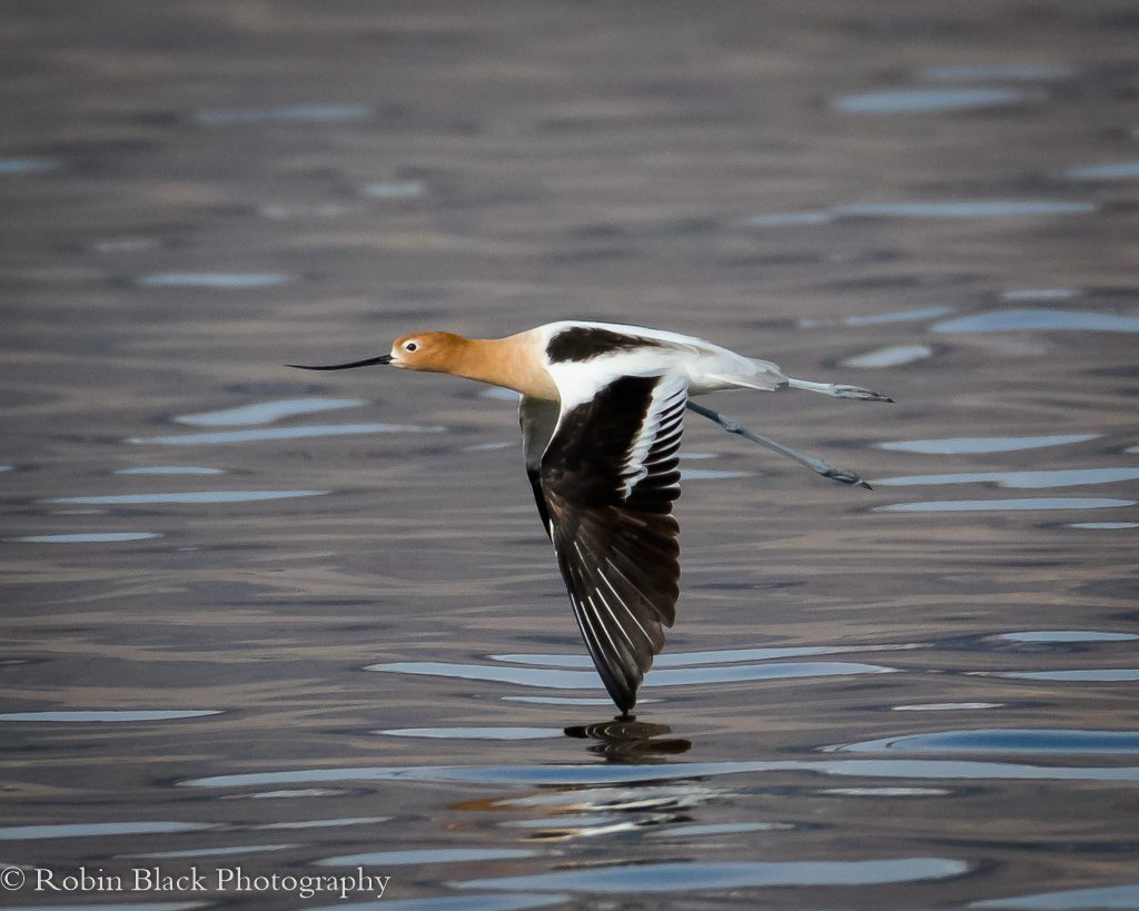Avocets Embody Elegance and Precision in Flight