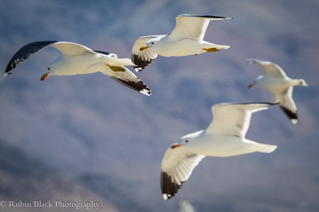 California Gulls in Flight