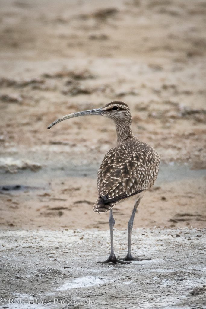 Whimbrel (in the Curlew Family)