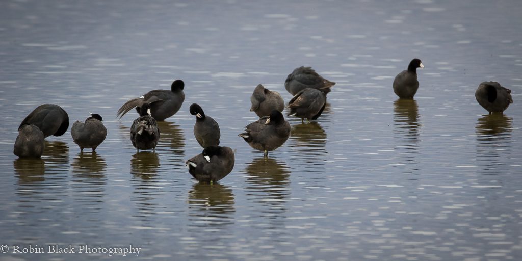 A Group of Coots (sometimes called Mudhens)