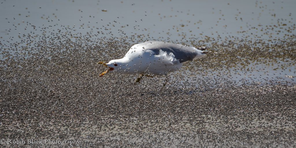 California Gull Feeding on Brine Flies