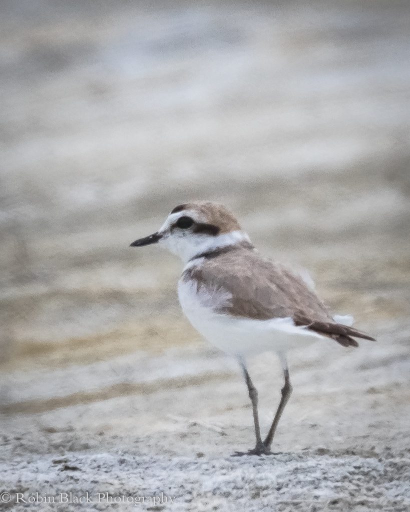 Snowy Plover, Key Species at the Lake