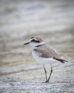 Snowy Plover, a Very Important Bird at Owens Lake