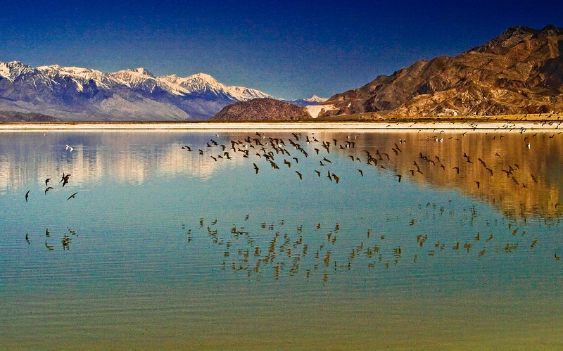 American Avocets fly over the Owens Lake with views of the Sierra Nevada to the left and the Inyo Mountains on the right.